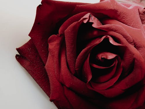 Free Close-Up View of a Red Rose Stock Photo