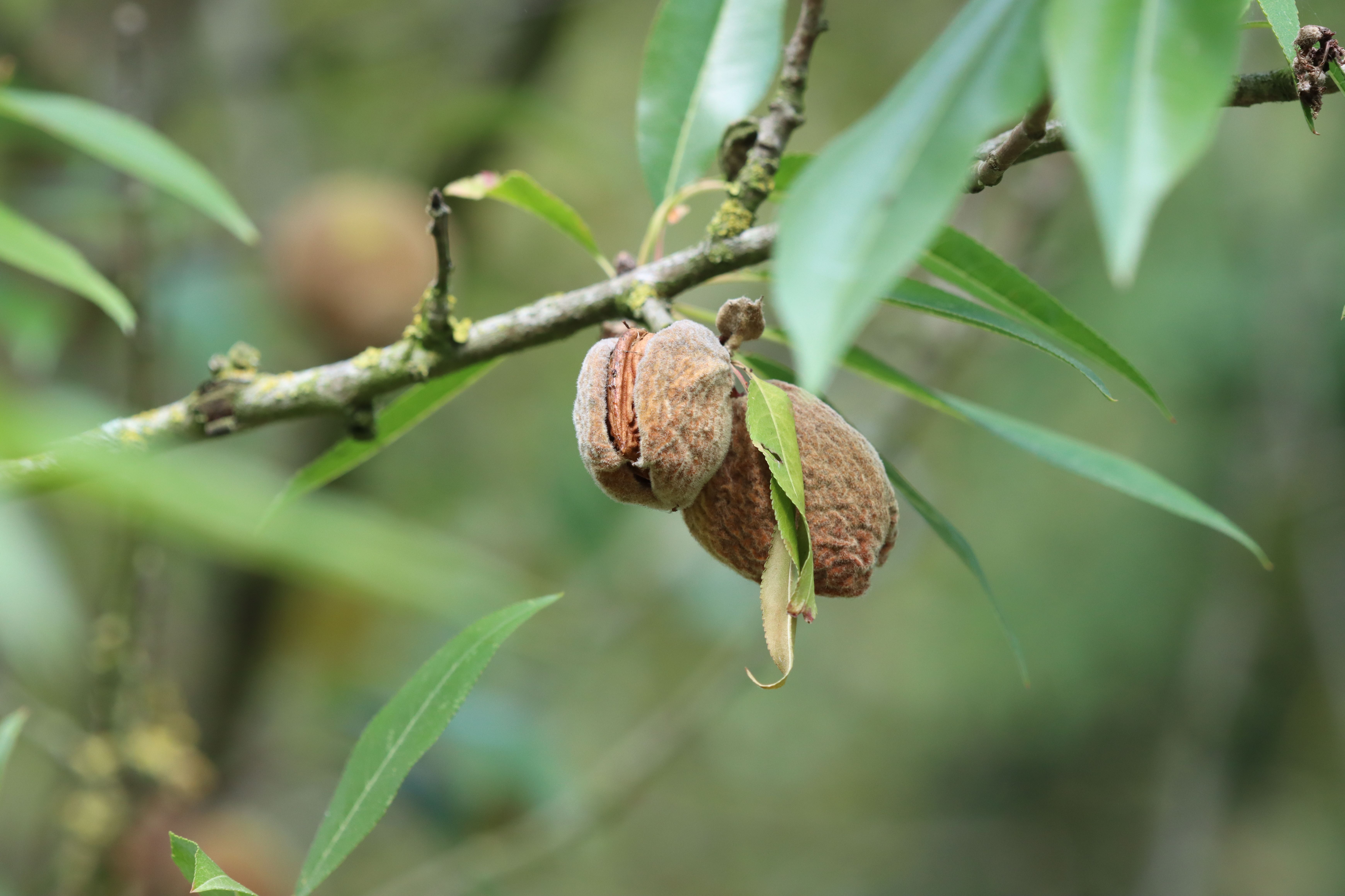 Macro shot of almonds and leaves on a branch in natural light.