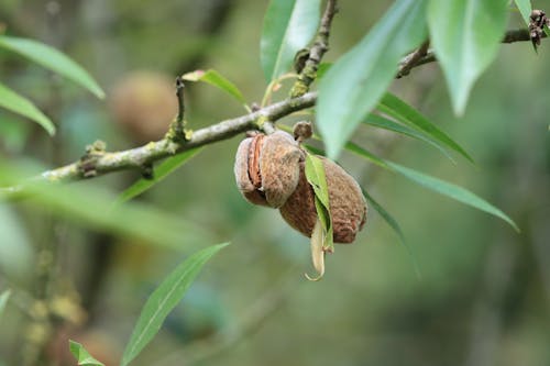 Macro Photography of Almonds in a Tree