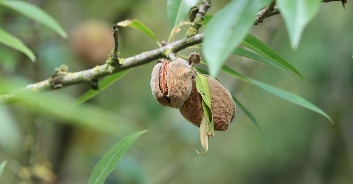 Macro shot of almonds and leaves on a branch in natural light.