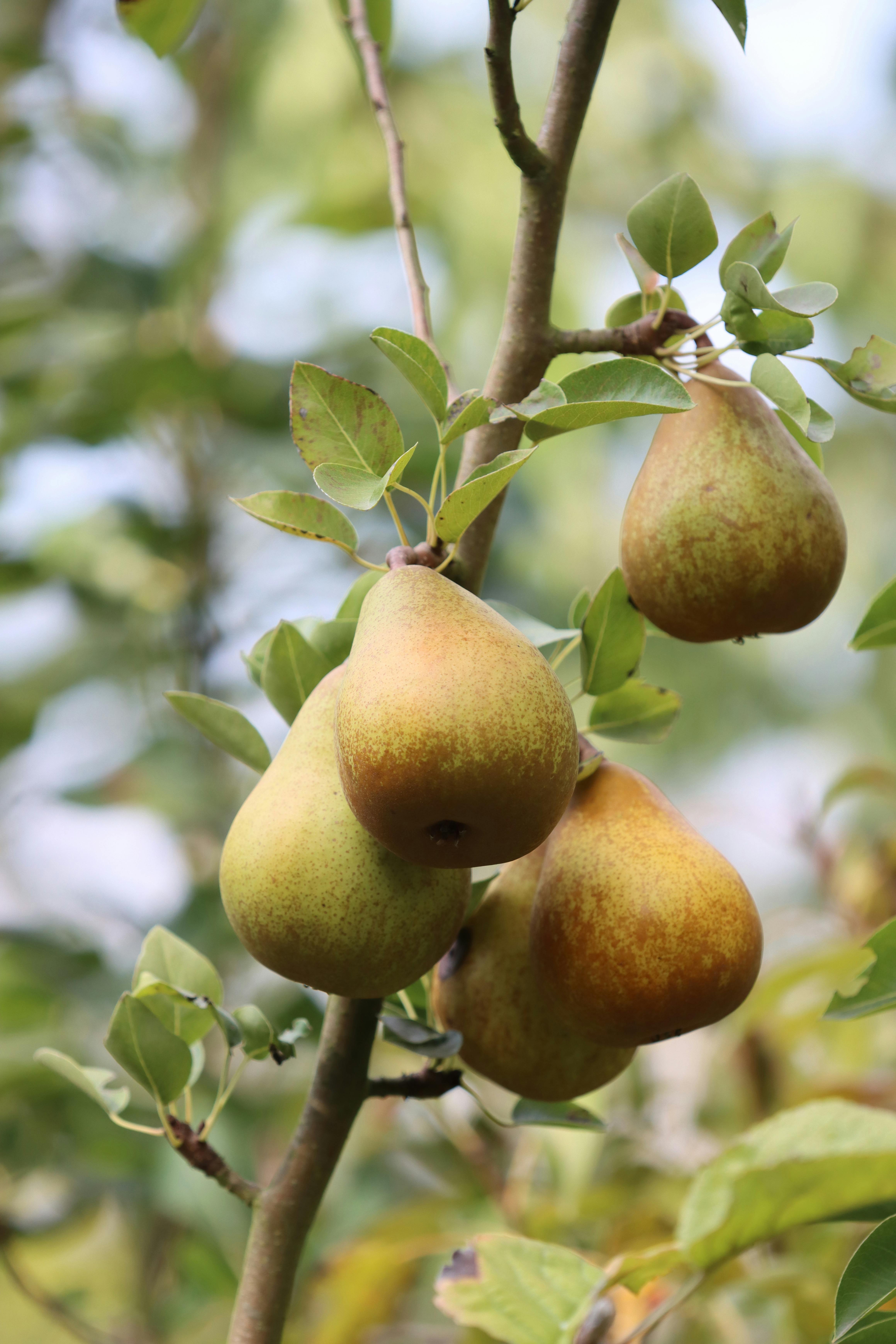 ornamental pear tree fruit