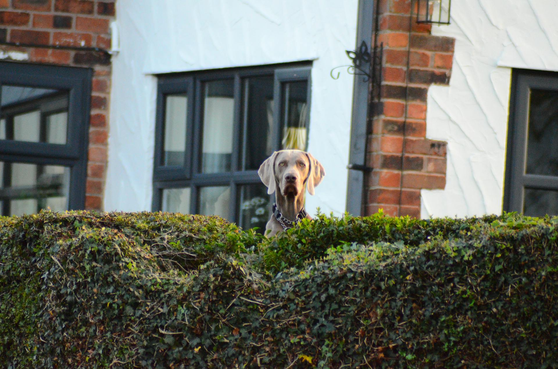 Brown Dog Standing in the Back of Plants