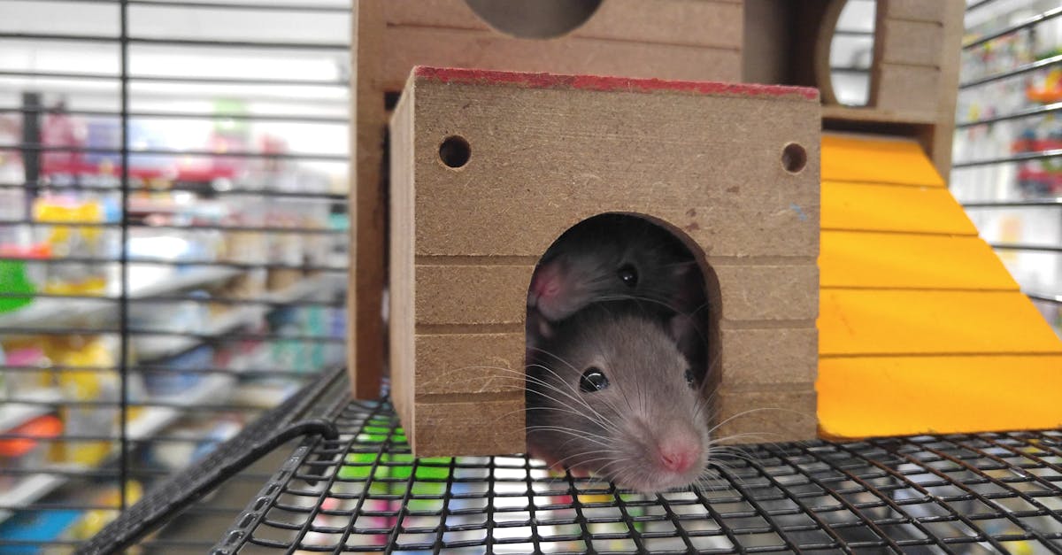 How to catch a mouse at home without traps