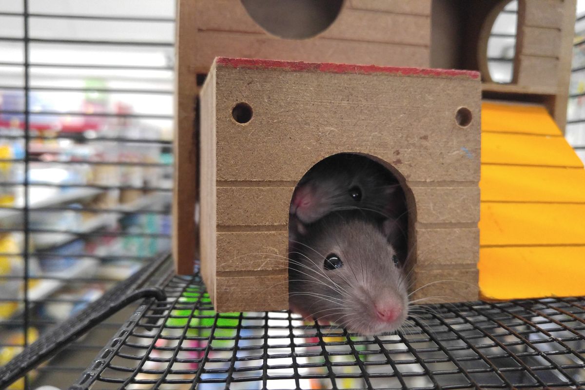 Rat domestique : espérance de vie selon le sexe - Facteurs influençant l'espérance de vie du rat domestique