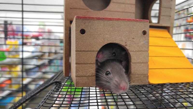 Ratten halten fuer anfaenger vor der anschaffung: step-by-step visual example