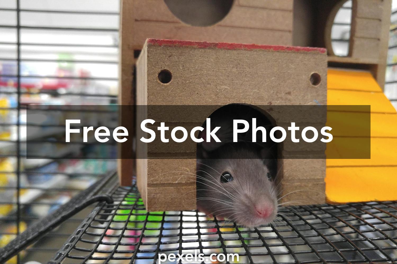 Funny Mouse Photos, Download The BEST Free Funny Mouse Stock Photos & HD  Images