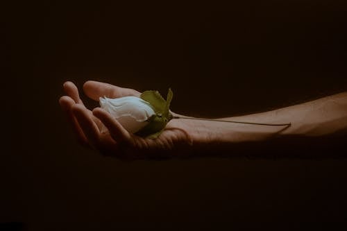 Free Close-Up View of Person Holding a White Rose Stock Photo
