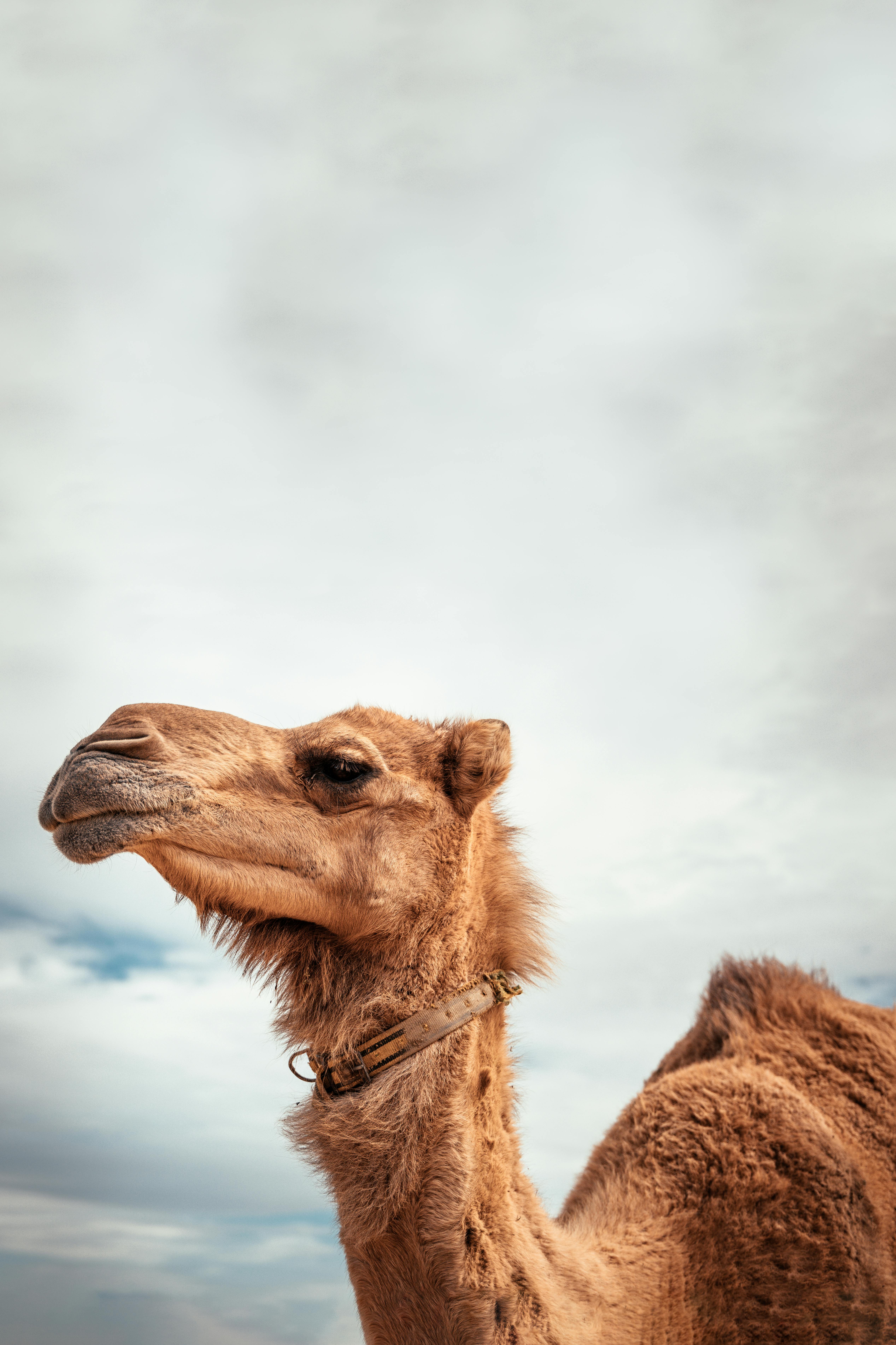 HD desktop wallpaper: Animal, Camel, Bactrian Camel download free picture  #577451