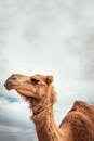 A Brown Camel