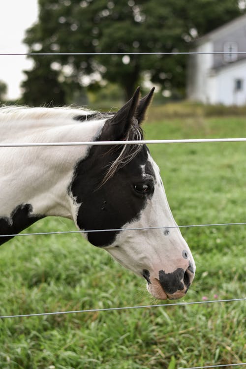A Black and White Horse near the Fence