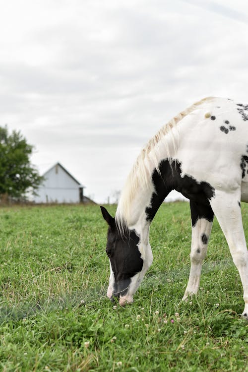 A Black and White Horse Grazing on Pastoral Land