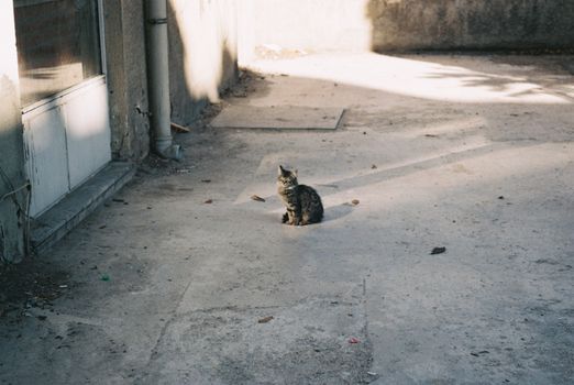 阳光普照的人行道上，一只孤独的虎斑猫坐着，投下长长的影子
