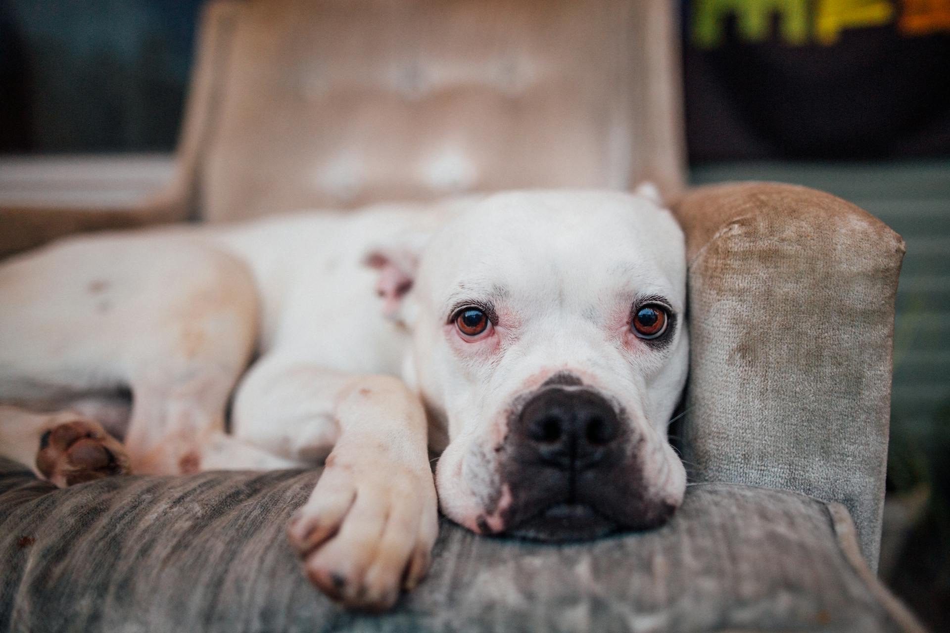 Älskvärd lat American Bulldog ligger på bekväm fåtölj hemma och tittar på kameran