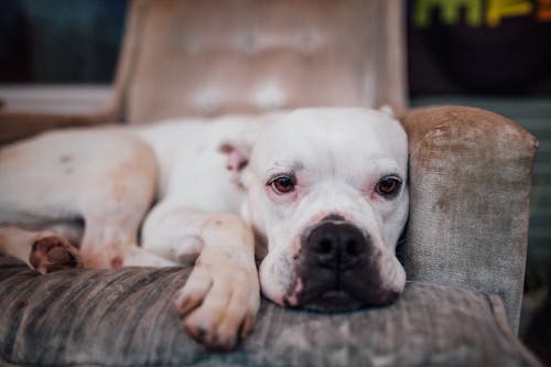 Calm purebred dog lying on armchair