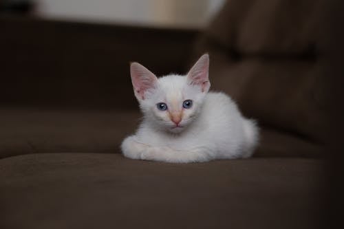 Cute white kitten lying on sofa