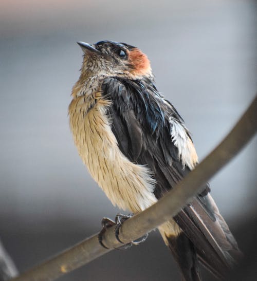 Free stock photo of barn swallow, bird, bird chirping