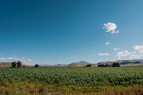 Foto profissional grátis de aéreo, agricultura, aldeia