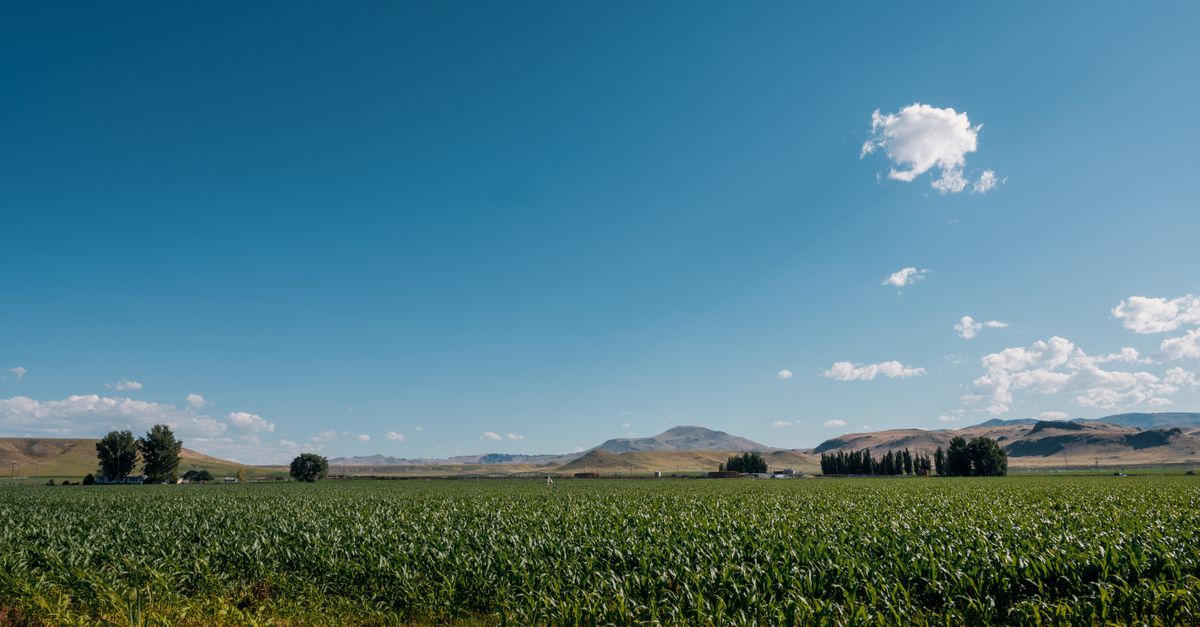 Picturesque scenery of green plantation with rare trees against hills in countryside at sunny day