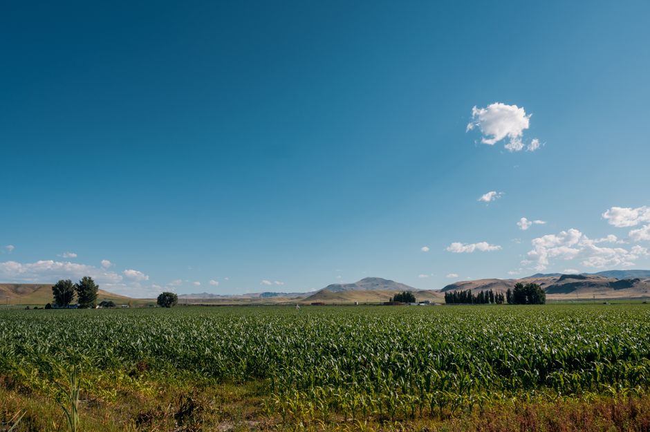 Green farmland with scattered trees under a wide sky, typical of the irrigated fields around Burley