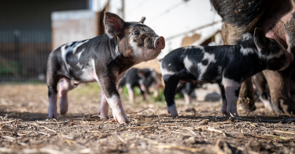 How to grade yard with mini skid steer