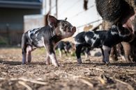 Adorable spotted mini pig standing on ground while another piglet sucking sows in farmyard