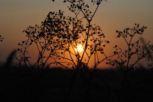 A tranquil sunset view with delicate plant silhouettes, capturing nature's beauty and peace.