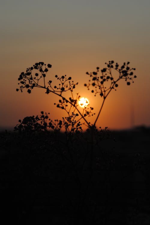 Silhouette of a Plant during Sunset