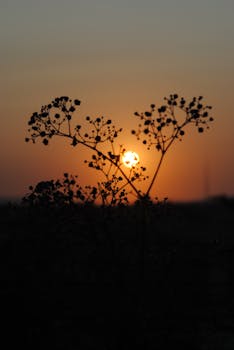 Artistic silhouette of delicate plants against a vibrant sunset in Ceara, Brazil.