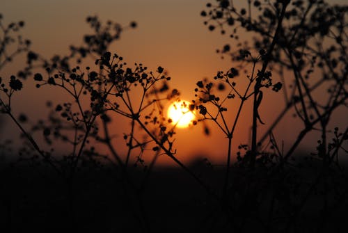 Free Silhouette of a Plant during Sunset Stock Photo