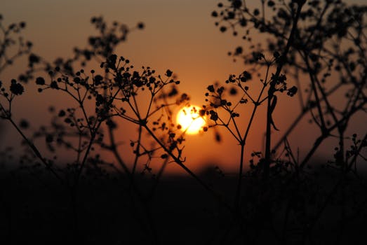 Beautiful silhouette of plants against a vibrant sunrise in Ceará, Brazil.