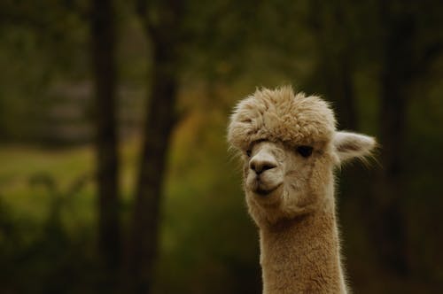 Gratis Immagine gratuita di alpaca, animale, avvicinamento Foto a disposizione