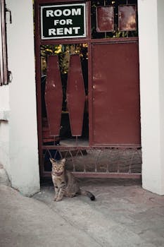 A tabby cat sits by an iron gate with a 'Room for Rent' sign in Chengdu, China.