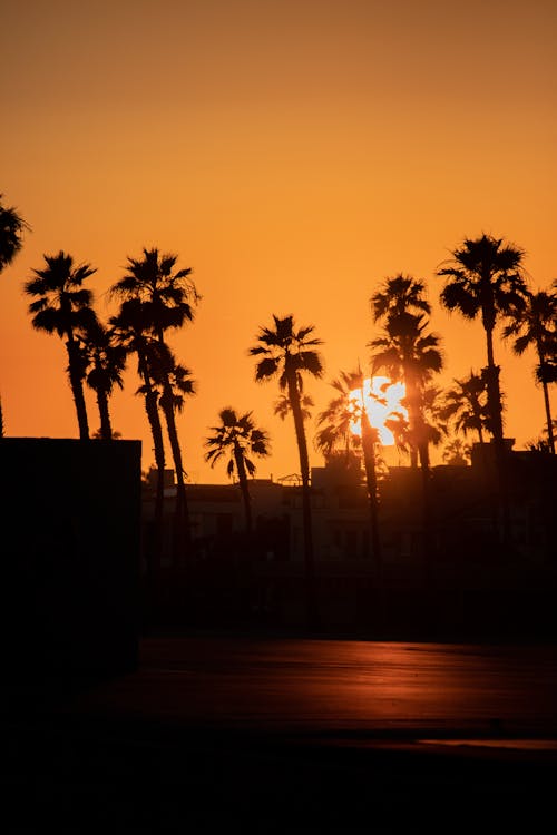 Free Silhouette of Palm Trees during Golden Hour Stock Photo