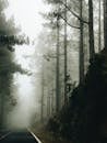 一条笔直的柏油路空荡荡地穿过林地，高大的绿树郁郁葱葱，在阴沉的日子里被薄雾覆盖