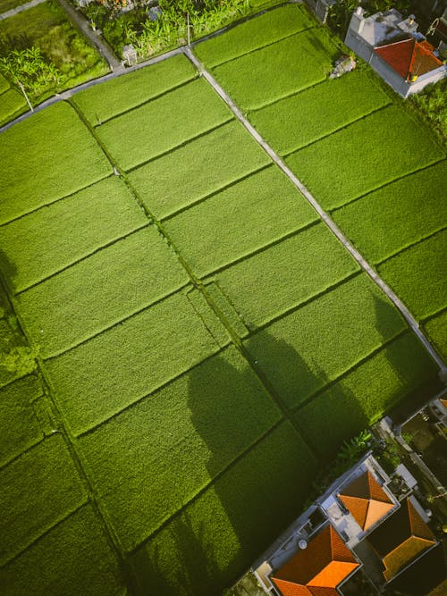 Lush green rice fields in rural area