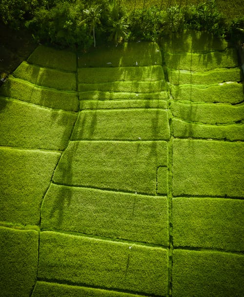 Drone top view of vast verdant rice fields cultivated on tropical plantation in summer