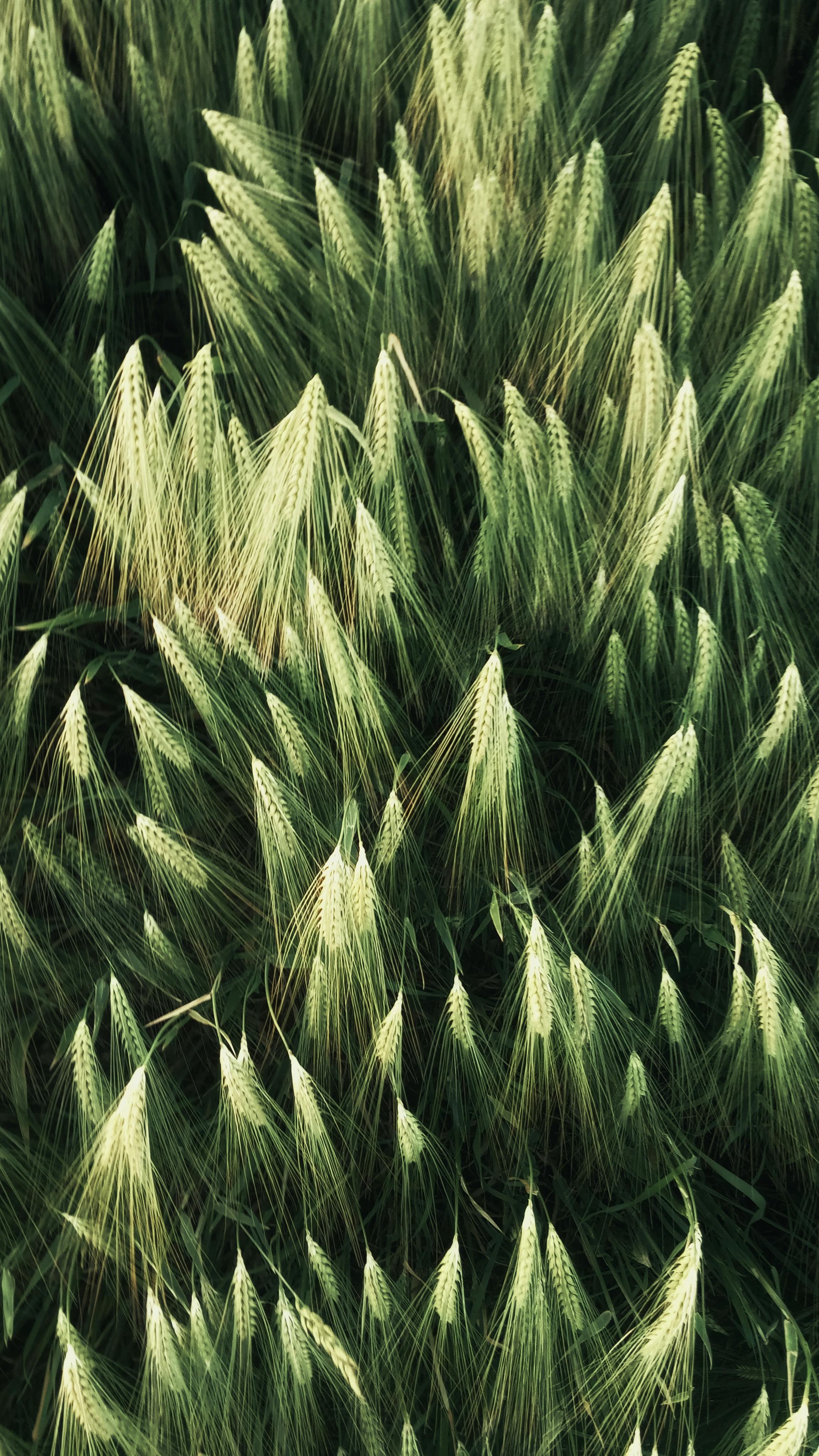 From above of background of greenery wheat spikes on thin stems growing on meadow in daylight
