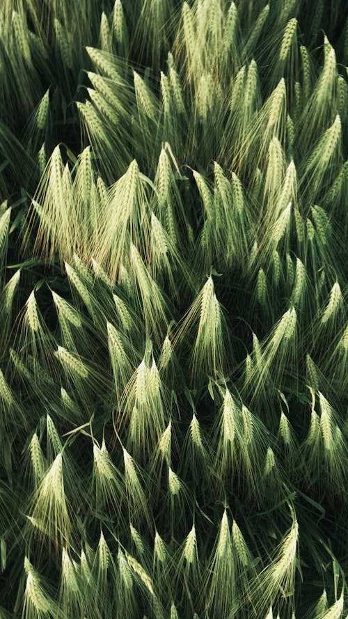Green wheat spikes in summer field in countryside