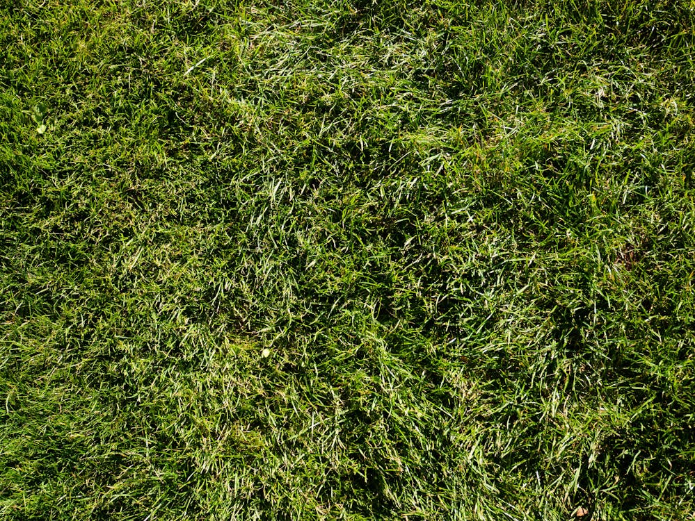 Close-Up View of Green Grass
