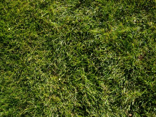 Free Rich green grass close-up, perfect for texture or backgrounds in nature-themed projects. Stock Photo