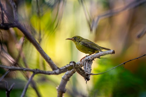 Free Shallow Focus Photo of a Green Bird Perched on Tree Branch Stock Photo