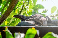 An Asian Water Monitor