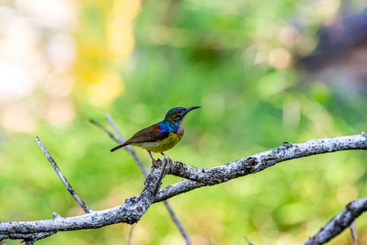 bird photo