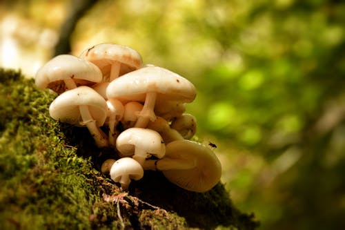 White Mushrooms on Tree Trunk