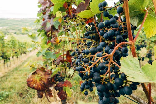 Free Photo of a Grapes Vineyard  Stock Photo