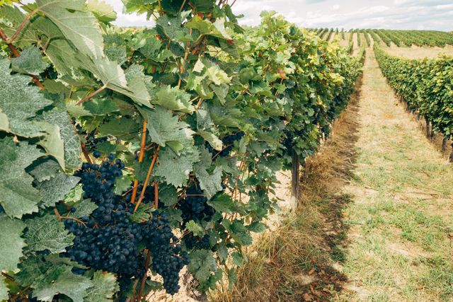 Rangs de vigne chargés de raisins sous un ciel dégagé