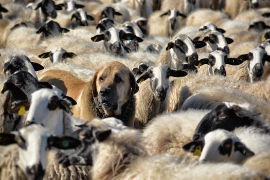 A protective dog stands amidst a flock of sheep in Lagunas de Somoza, Spain.