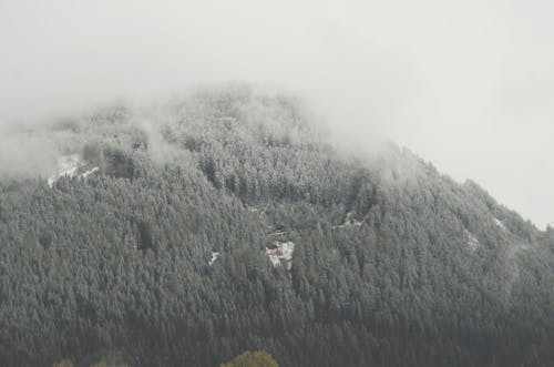 Fotos de stock gratuitas de arboles, blanco y negro, cielo nublado