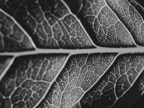 Grayscale Photo of a Leaf 