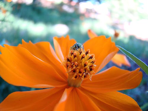 Foto stok gratis abelha, flores